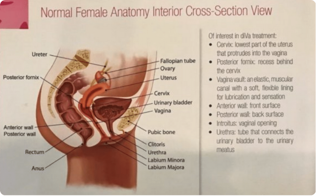 Female Anatomy Infographic